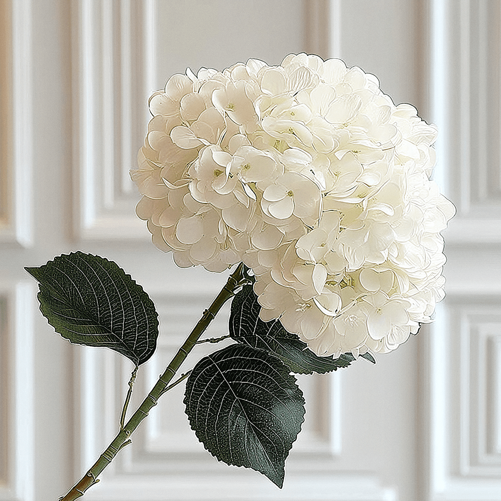Cream Giant Pom Pom Hydrangea Single Stem Flower.