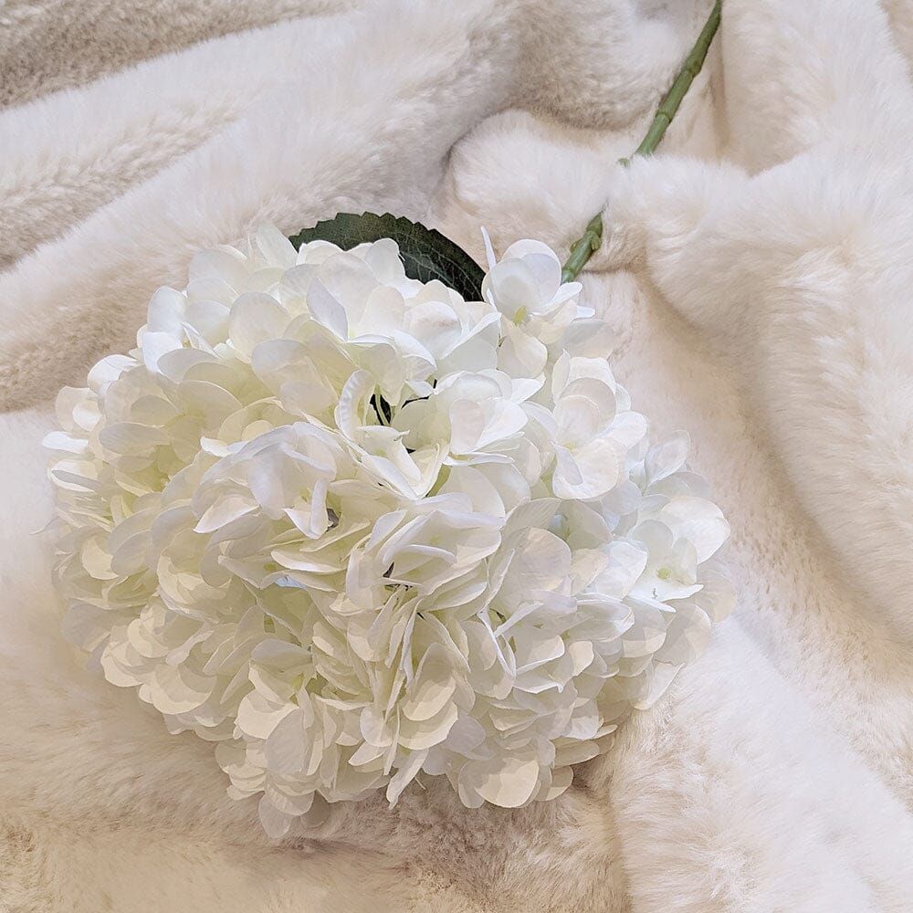 Cream Giant Pom Pom Hydrangea Single Stem Flower.